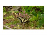 Papilio machaon Linnaeus
Фотограф: Tsygankov Yuriy
Махаон

Просмотров: 171
Комментариев: 0