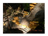 Название: Зимние грибы
Фотоальбом: Съедобные грибы
Категория: Природа
Описание: Растут в октябре на ивах. Иногда встречаются в мае.

Просмотров: 2671
Комментариев: 2