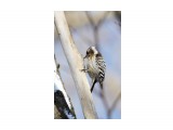 Хоть и маленький, но дятел ))
Фотограф: VictorV
Japanese Pigmy Woodpecker

Просмотров: 865
Комментариев: 0