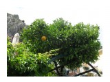 Разные плоды на одном дереве
Италия, озеро Гарда, посёлок Лимоне

Просмотров: 833
Комментариев: 0