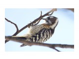 _DSC5927
Фотограф: VictorV
Japanese Pygmy Woodpecker

Просмотров: 412
Комментариев: 2