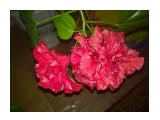 Название: китайская роза
Фотоальбом: Мои цветы
Категория: Цветы

Фотокамера: Nokia - Lumia 720
Диафрагма: f/1.9
Выдержка: 43222/1000000



Просмотров: 542
Комментариев: 0