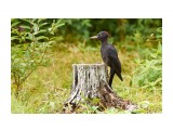 Black Woodpecker 
Фотограф: VictorV
Желна

Просмотров: 651
Комментариев: 8