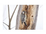 За работой )
Фотограф: VictorV
Japanese Pygmy Woodpecker

Просмотров: 463
Комментариев: 0
