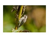 Japanese Pygmy Woodpecker
Фотограф: VictorV
Малый острокрылый дятел, самец

Просмотров: 538
Комментариев: 3