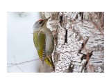 _DSC0410
Фотограф: VictorV
Grey-headed Woodpecker

Просмотров: 588
Комментариев: 0