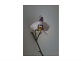 заколка орхидея
сделано из фоамирана

Просмотров: 2558
Комментариев: 0