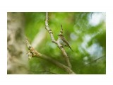 Японская мухоловка, самка
Фотограф: VictorV
Narcissus Flycatcher, female

Просмотров: 350
Комментариев: 0