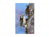 Малый острокрылый дятел
Фотограф: VictorV
Japanese Pygmy Woodpecker

Просмотров: 1281
Комментариев: 3