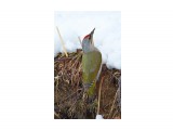 Grey-headed Woodpecker
Фотограф: VictorV

Просмотров: 613
Комментариев: 0
