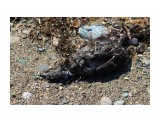 Мертвая птица
Море Охотское, по побережью птицы лежат, кому опять они мешают.

Просмотров: 11
Комментариев: 