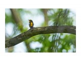 Японская мухоловка, самец
Фотограф: VictorV

Просмотров: 369
Комментариев: 0