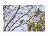 Japanese Bush-warbler
Фотограф: VictorV

Просмотров: 421
Комментариев: 0
