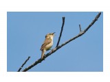 Чернобровая камышевка
Фотограф: VictorV
Black-browed Reed-warbler

Просмотров: 455
Комментариев: 0