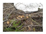Свежий урожай «зимних» грибов на ивовых брёвнах

Просмотров: 595
Комментариев: 0