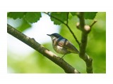 Синий соловей
Фотограф: VictorV
Siberian Blue Robin

Просмотров: 419
Комментариев: 1