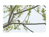 Сахалинская пеночка
Фотограф: VictorV
Sakhalin Leaf-warbler

Просмотров: 260
Комментариев: 0