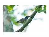 Синий соловей
Фотограф: VictorV
Siberian Blue Robin

Просмотров: 447
Комментариев: 0