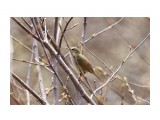Бамбуковая камышевка
Фотограф: VictorV
Japanese Bush-warbler

Просмотров: 522
Комментариев: 0