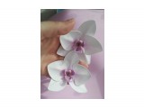 Название: резинки орхидея
Фотоальбом: Моё хобби, делаю на заказ.
Категория: Хобби
Описание: сделаны из фоамирана

Просмотров: 2200
Комментариев: 0