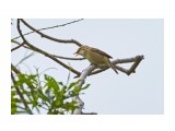 Чернобровая камышевка
Фотограф: VictorV
Black-browed Reed-warbler

Просмотров: 618
Комментариев: 0