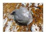 рыба-лягушка
Охотское море, рыба семейства Пинагоровых, мягонькая

Просмотров: 4189
Комментариев: 7