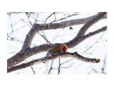 Pine Grosbeak
Фотограф: VictorV
Щур

Просмотров: 643
Комментариев: 0