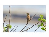 Чернобровая камышевка
Фотограф: VictorV
Black-browed Reed-warbler

Просмотров: 1165
Комментариев: 0
