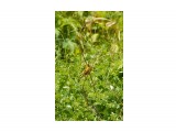 Китайская зеленушка
Фотограф: VictorV
Oriental Greenfinch/ Grey-capped Greenfinch

Просмотров: 1315
Комментариев: 0
