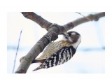 Japanese Pygmy Woodpecker
Фотограф: VictorV

Просмотров: 389
Комментариев: 1