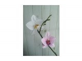 Название: резинки орхидея
Фотоальбом: Моё хобби, делаю на заказ.
Категория: Хобби
Описание: сделано из фоамирана

Просмотров: 2045
Комментариев: 0