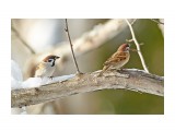 Полевые воробьи
Фотограф: VictorV
Eurasian Tree Sparrow

Просмотров: 1536
Комментариев: 0