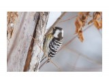 Japanese Pygmy Woodpecker
Фотограф: VictorV
Малый острокрылый дятел

Просмотров: 453
Комментариев: 0