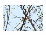 Сахалинская пеночка
Фотограф: VictorV

Просмотров: 596
Комментариев: 0
