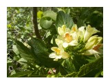 Название: Цветущая вейгела
Фотоальбом: Растения
Категория: Природа

Просмотров: 599
Комментариев: 0