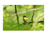 Японская мухоловка, самец
Фотограф: VictorV
Narcissus Flycatcher, male

Просмотров: 367
Комментариев: 0