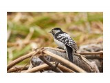Lesser Spotted Woodpecker
Фотограф: VictorV

Просмотров: 438
Комментариев: 0