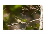 _DSC8855
Фотограф: VictorV
Japanese Bush-warbler

Просмотров: 389
Комментариев: 0