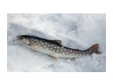первая рыба в новом году

Просмотров: 2011
Комментариев: 0