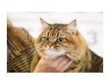 Название: Фото 3
Фотоальбом: Сибирская кошка Маруся
Категория: Животные

Просмотров: 206
Комментариев: 0