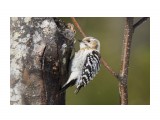 Птички 
Малый острокрылый дятел 

Просмотров: 160 
Комментариев: 1