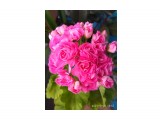 Название: Розебудная геранька
Фотоальбом: Радости на балконе
Категория: Цветы

Просмотров: 37
Комментариев: 0
