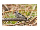 _DSC8669
Фотограф: VictorV
Grey-capped Pygmy Woodpecker

Просмотров: 328
Комментариев: 0