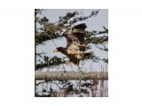 Steller’s Sea Eagle
Фотограф: Tsygankov Yuriy
Белоплечий орлан, молодой

Просмотров: 593
Комментариев: 0