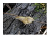 Название: Вёшенки
Фотоальбом: Съедобные грибы
Категория: Природа
Описание: Растут в октябре на ольховых брёвнах

Просмотров: 1786
Комментариев: 0
