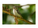 Малый острокрылый дятел
Фотограф: VictorV
Japanese Pygmy Woodpecker

Просмотров: 531
Комментариев: 1