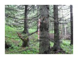 Название: 2014-06-15 Тис на Плоской 008
Фотоальбом: Тисовые деревья и следы японского объекта на склоне горы Плоской, 15.06.14 г.
Категория: Туризм, путешествия

Просмотров: 560
Комментариев: 0