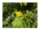 Название: Цветки возле "Санты"
Фотоальбом: Растения
Категория: Природа

Просмотров: 527
Комментариев: 0