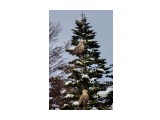 White-tailed Eagles
Фотограф: Tsygankov Yuriy
Орланы-белохвосты

Просмотров: 535
Комментариев: 1