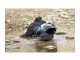  Водоплавающие голуби ))
Фотограф: VictorV

Просмотров: 958
Комментариев: 0